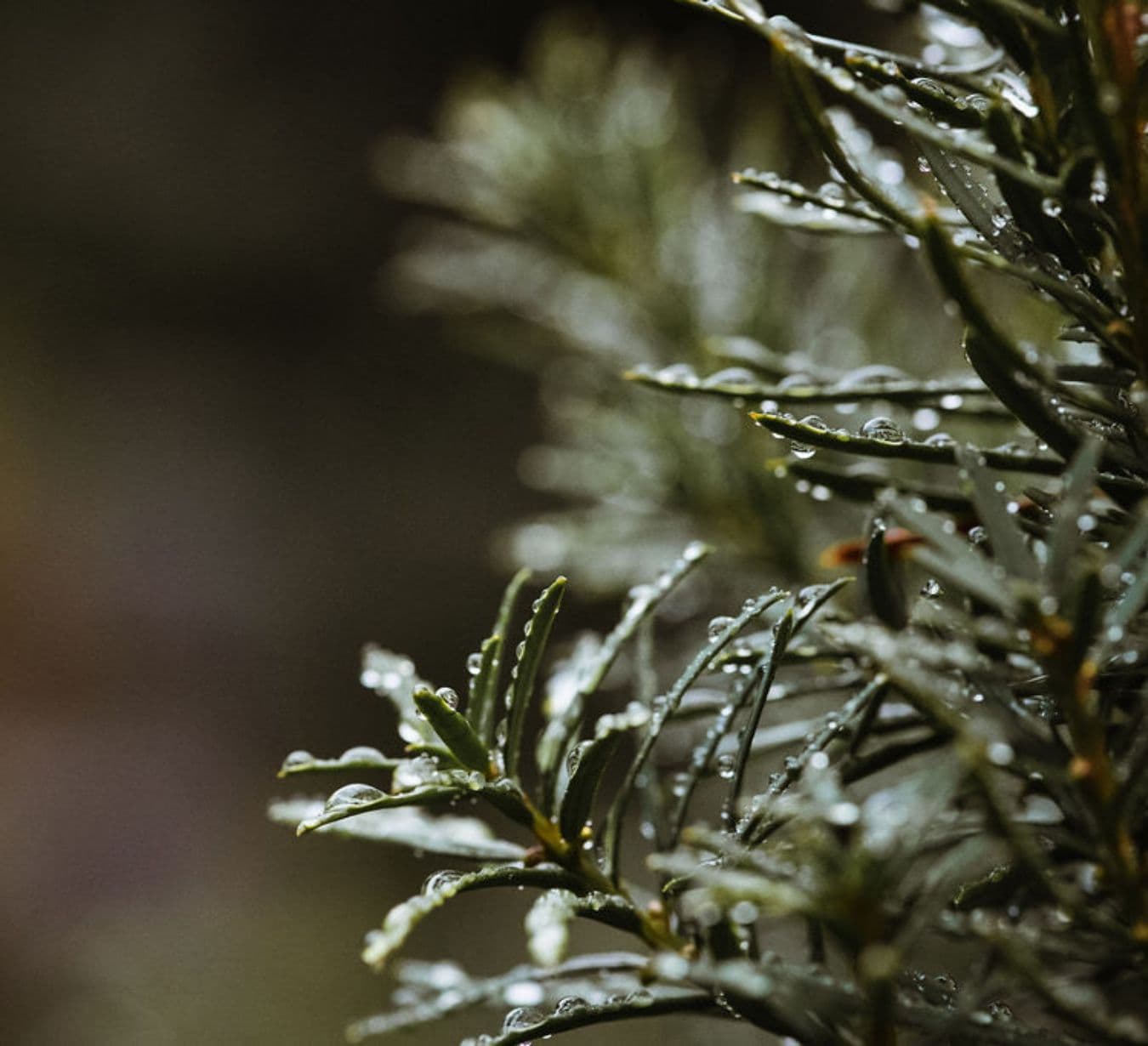 Close‑up of conifer branches covered with water droplets, with soft light and a blurred background.